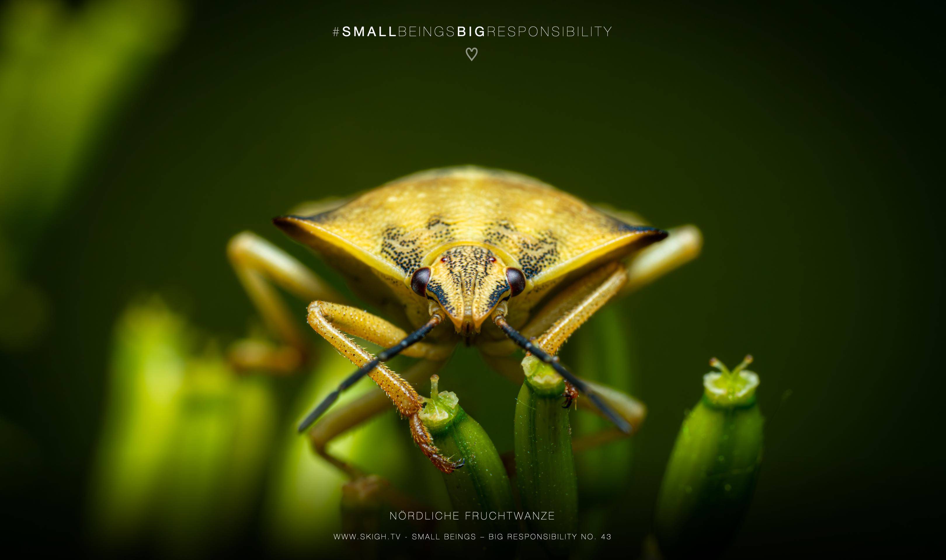 Nördliche Fruchtwanze | 1/250s * f14 * ISO 400 * 90mm - FE 90mm F2.8 Macro G OSS - Sony α7R V Nördliche Fruchtwanze