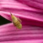 Privet Leafhopper