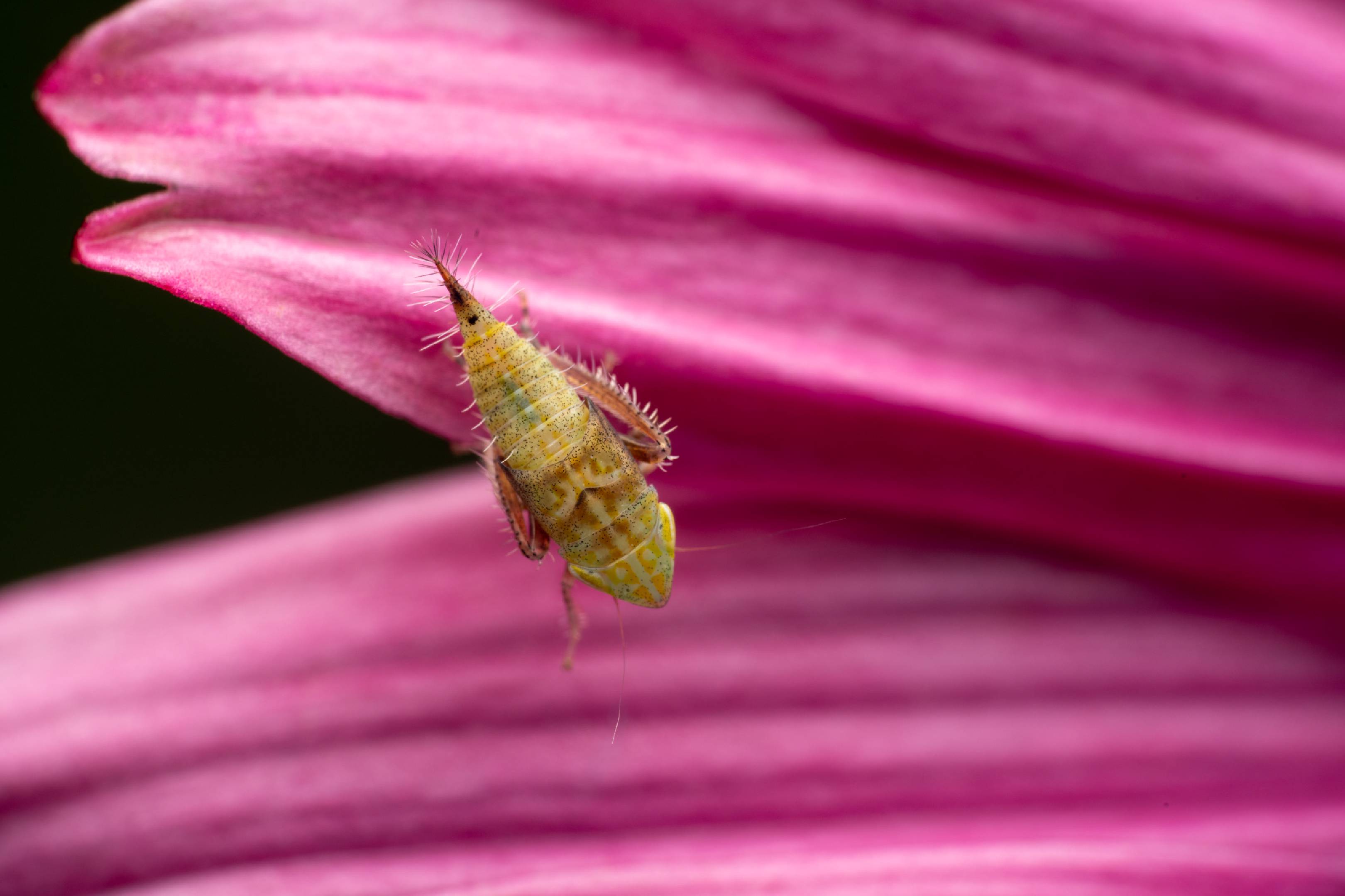 Privet Leafhopper