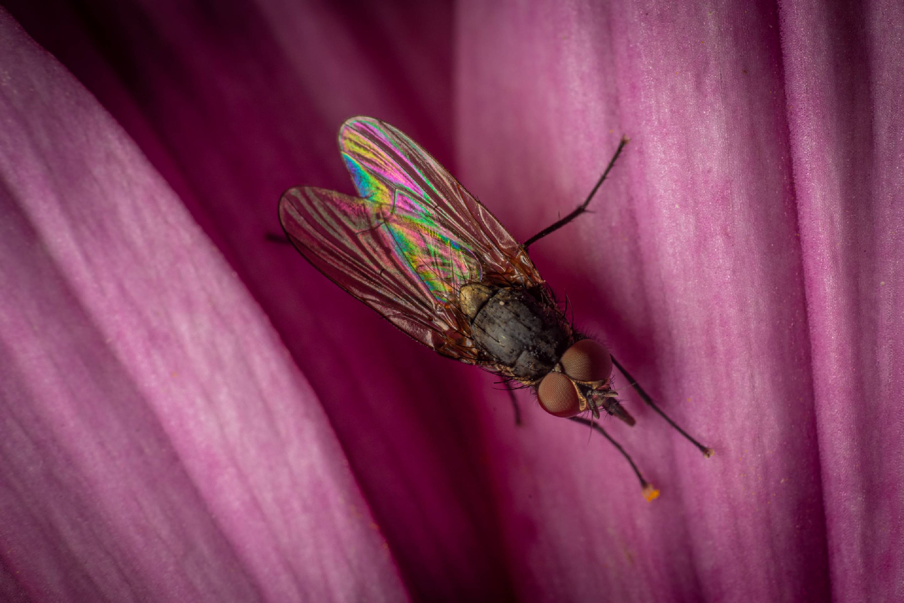 Lesser House Fly