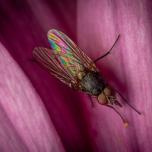 Lesser House Fly