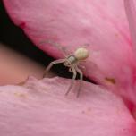 Goldenrod Crab Spider