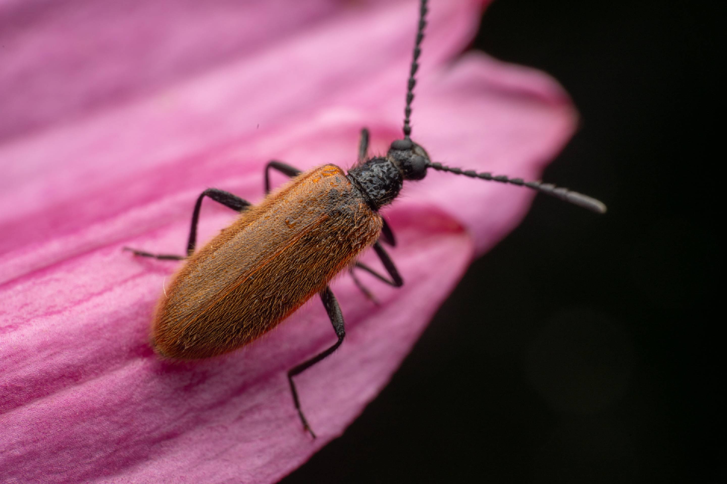 Rough-Haired Lagria Beetle