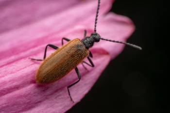 Rough-Haired Lagria Beetle