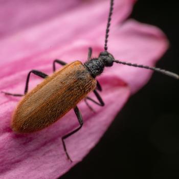 Rough-Haired Lagria Beetle