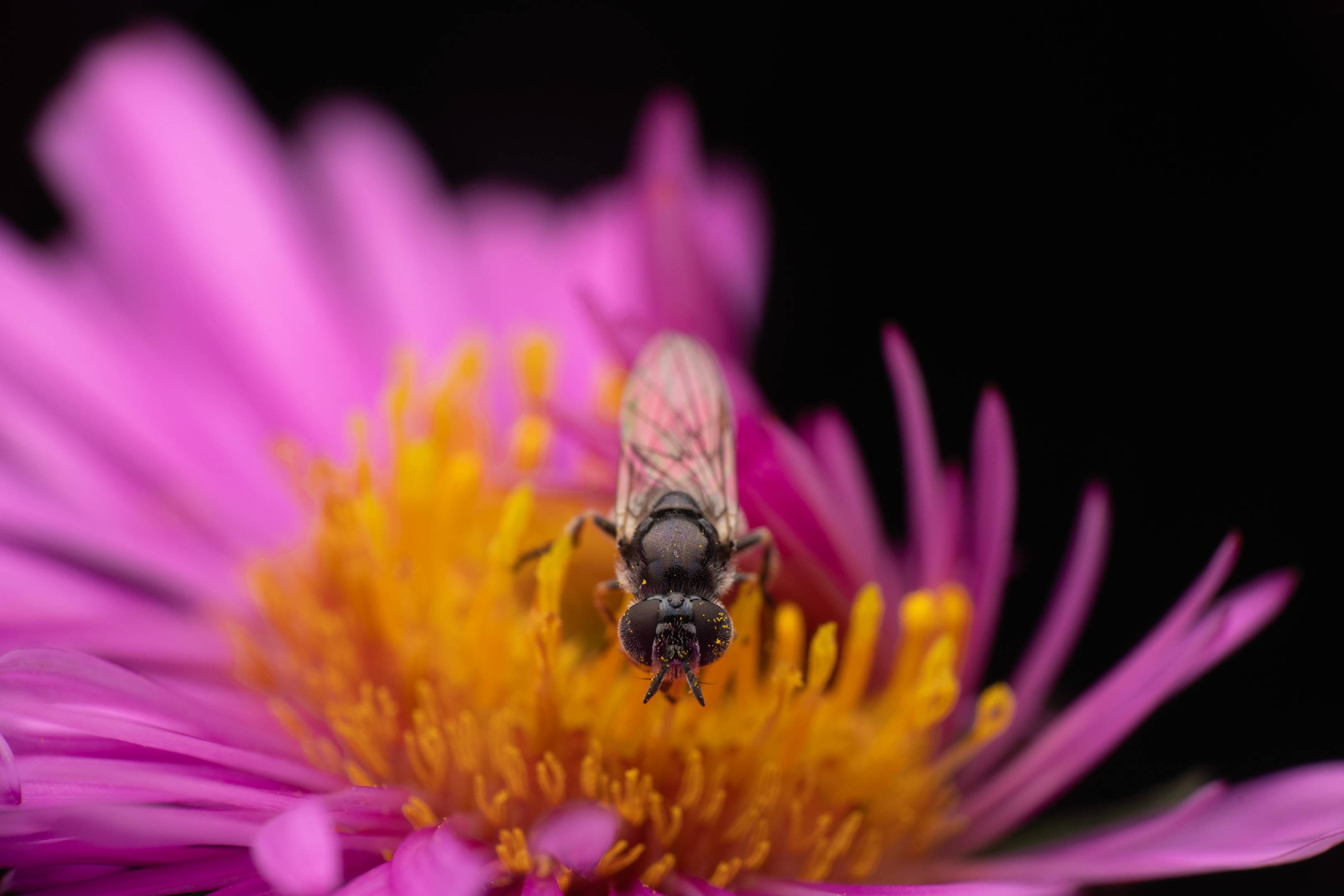 Pipizella | Pipizella