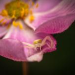 Goldenrod Crab Spider