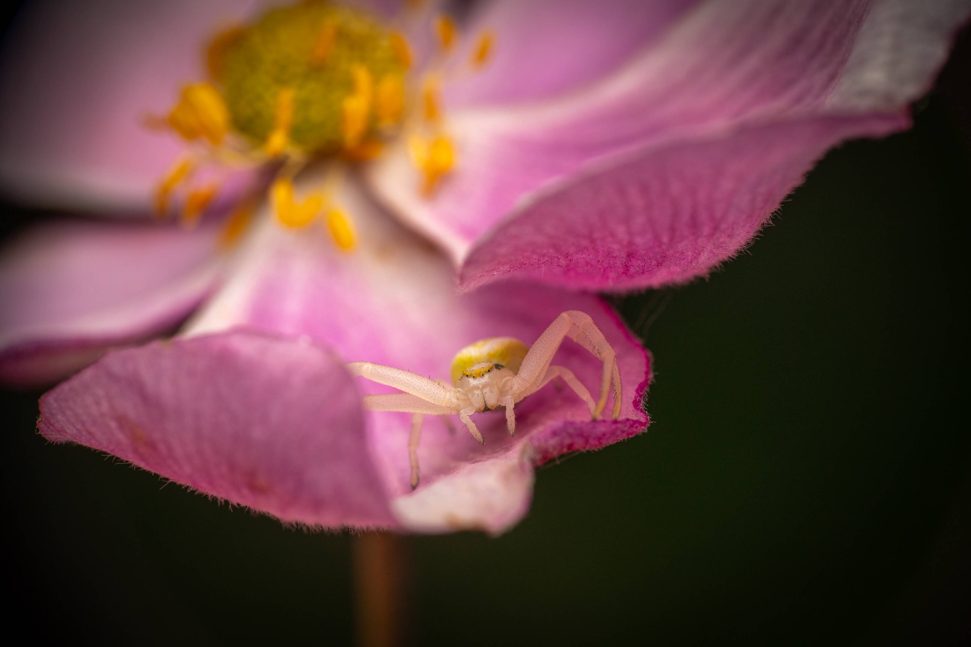 Goldenrod Crab Spider