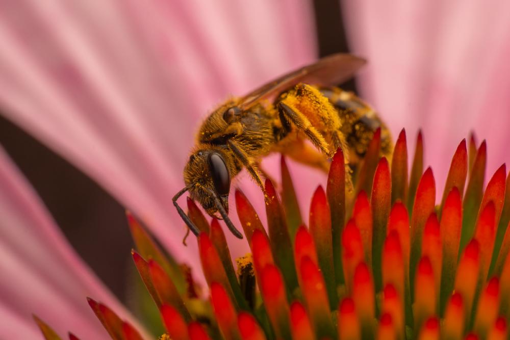 Western Honey Bee