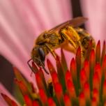 Western Honey Bee