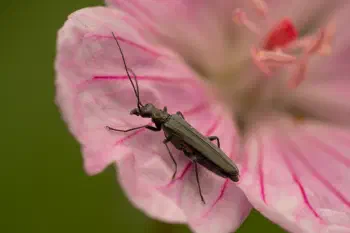 Oedemera lurida