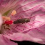 Common Nettle Flower Bug