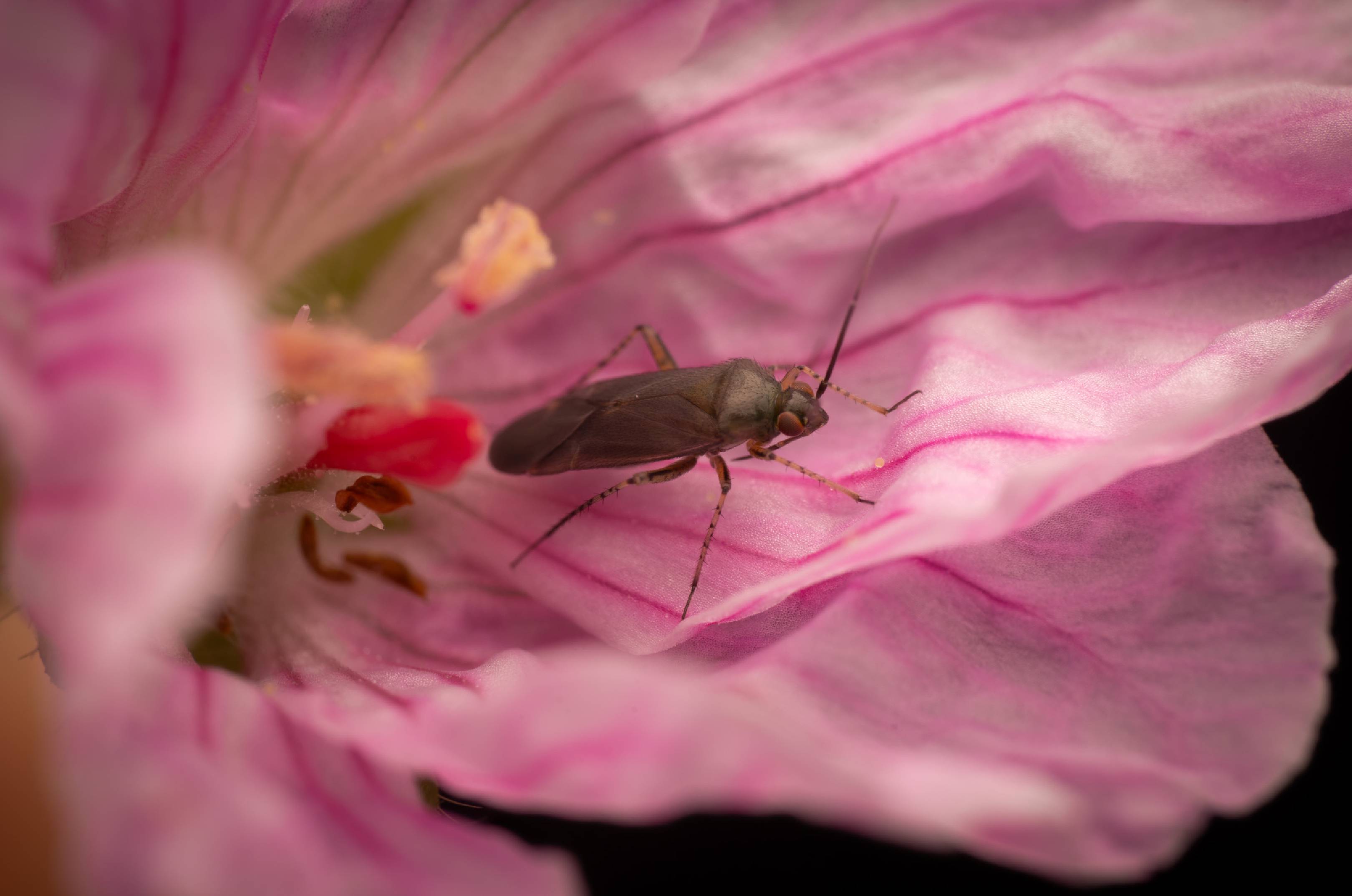 Common Nettle Flower Bug