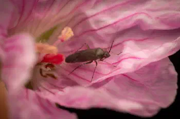 Common Nettle Flower Bug
