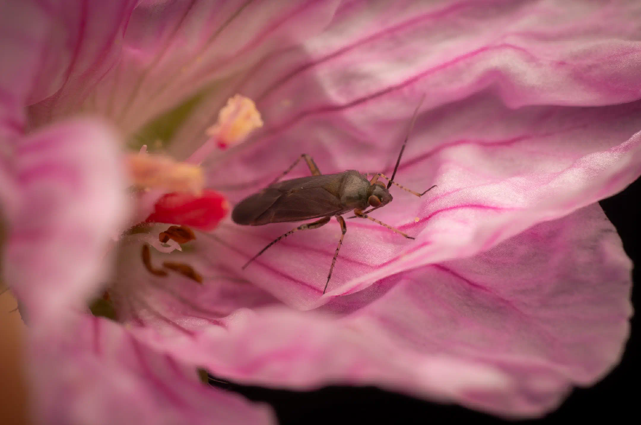Common Nettle Flower Bug
