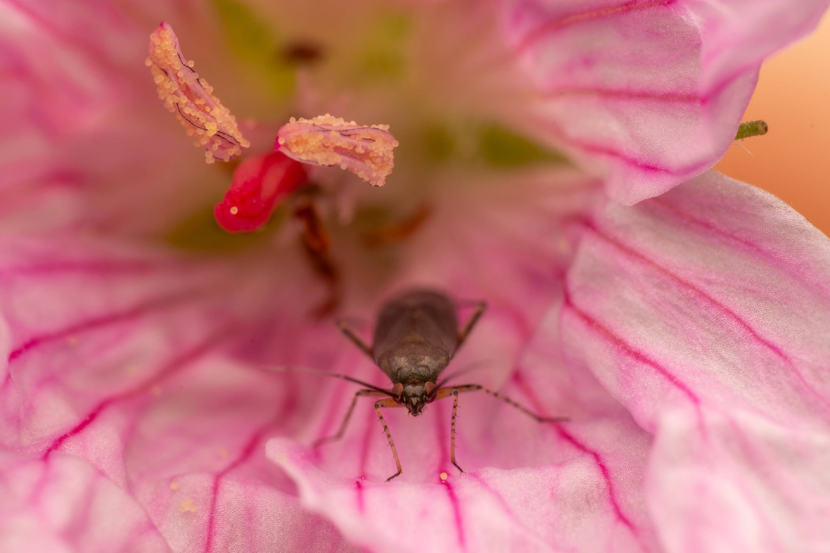 Common Nettle Flower Bug