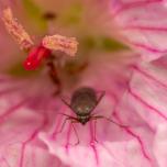 Common Nettle Flower Bug