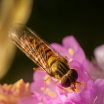 Marmalade Hover Fly