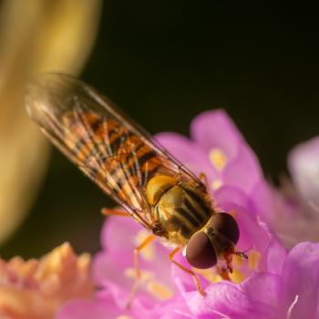 Marmalade Hover Fly