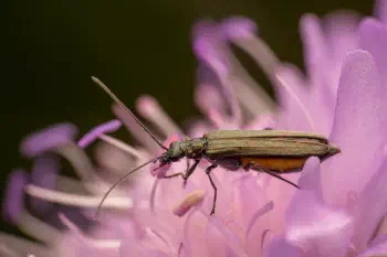 Oedemera lurida