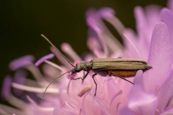 Oedemera lurida