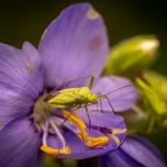 Calocoris affinis