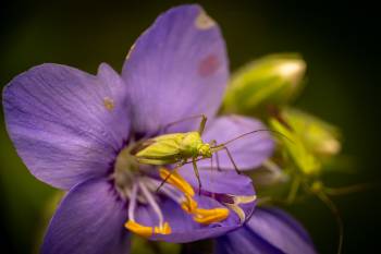 Calocoris affinis