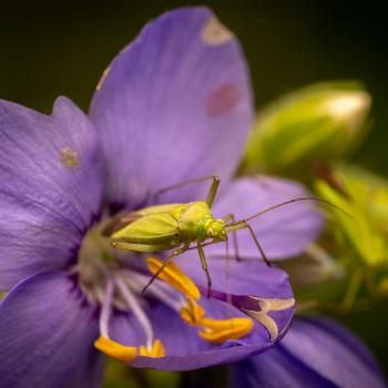 Calocoris affinis