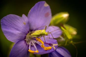 Calocoris affinis | Calocoris affinis