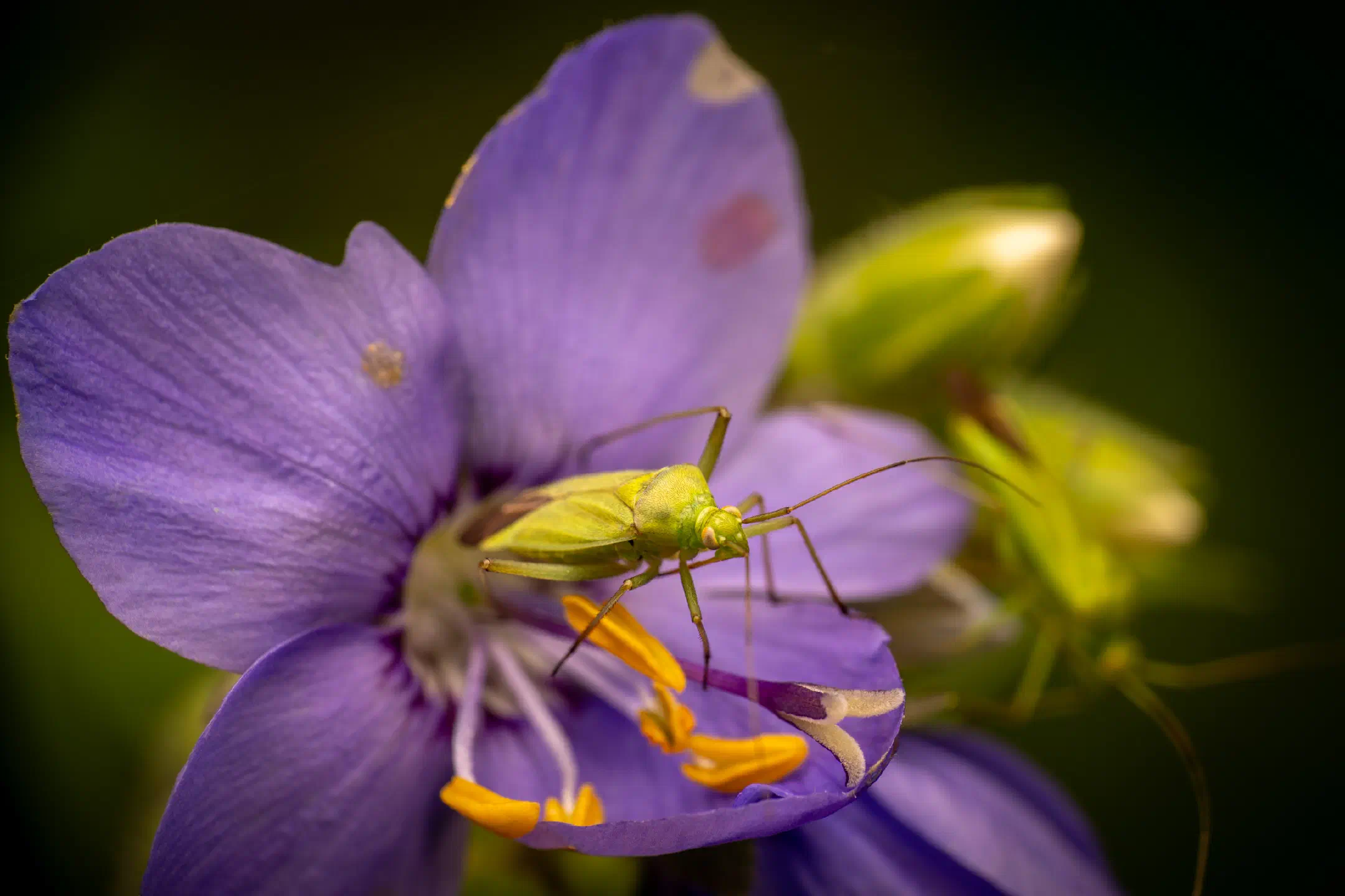 Calocoris affinis
