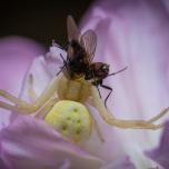 Goldenrod Crab Spider