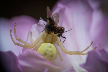 Goldenrod Crab Spider