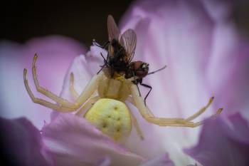Goldenrod Crab Spider | Goldenrod Crab Spider