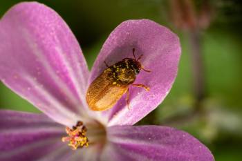Byturus ochraceus | Byturus ochraceus