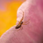 Garden Hammock Spider