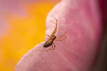 Garden Hammock Spider