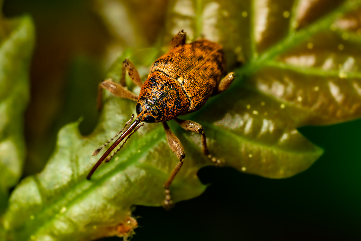 Nut weevil