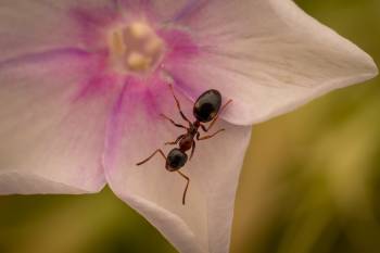 Dolichoderus quadripunctatus | Dolichoderus quadripunctatus