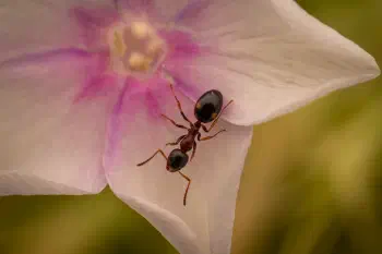 Four-Spotted Odorous Ant