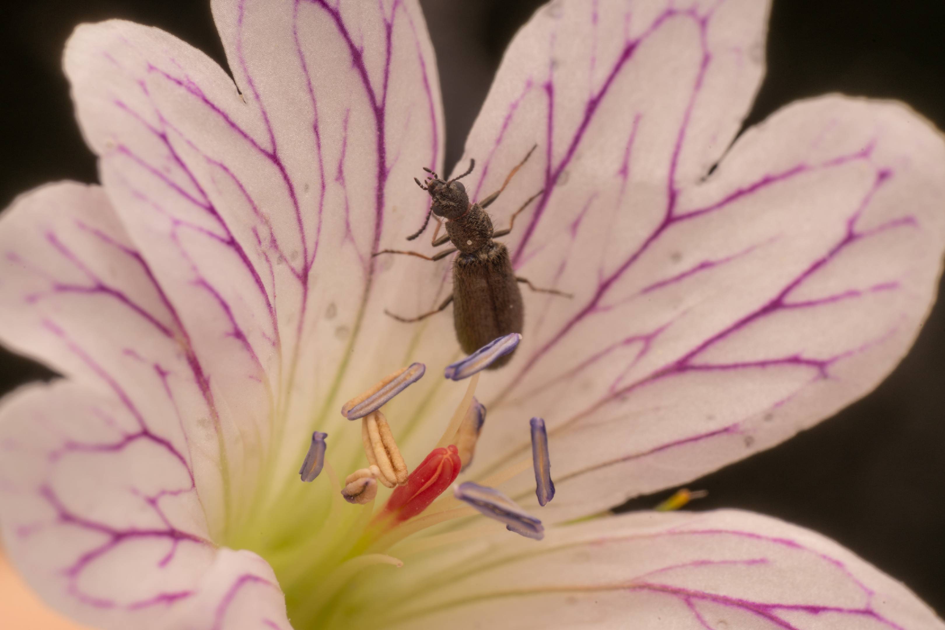 Dasytes aeratus | Dasytes aeratus