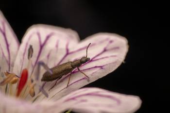 Dasytes aeratus | Dasytes aeratus