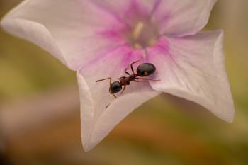 Four-Spotted Odorous Ant
