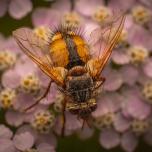 Tachina fera