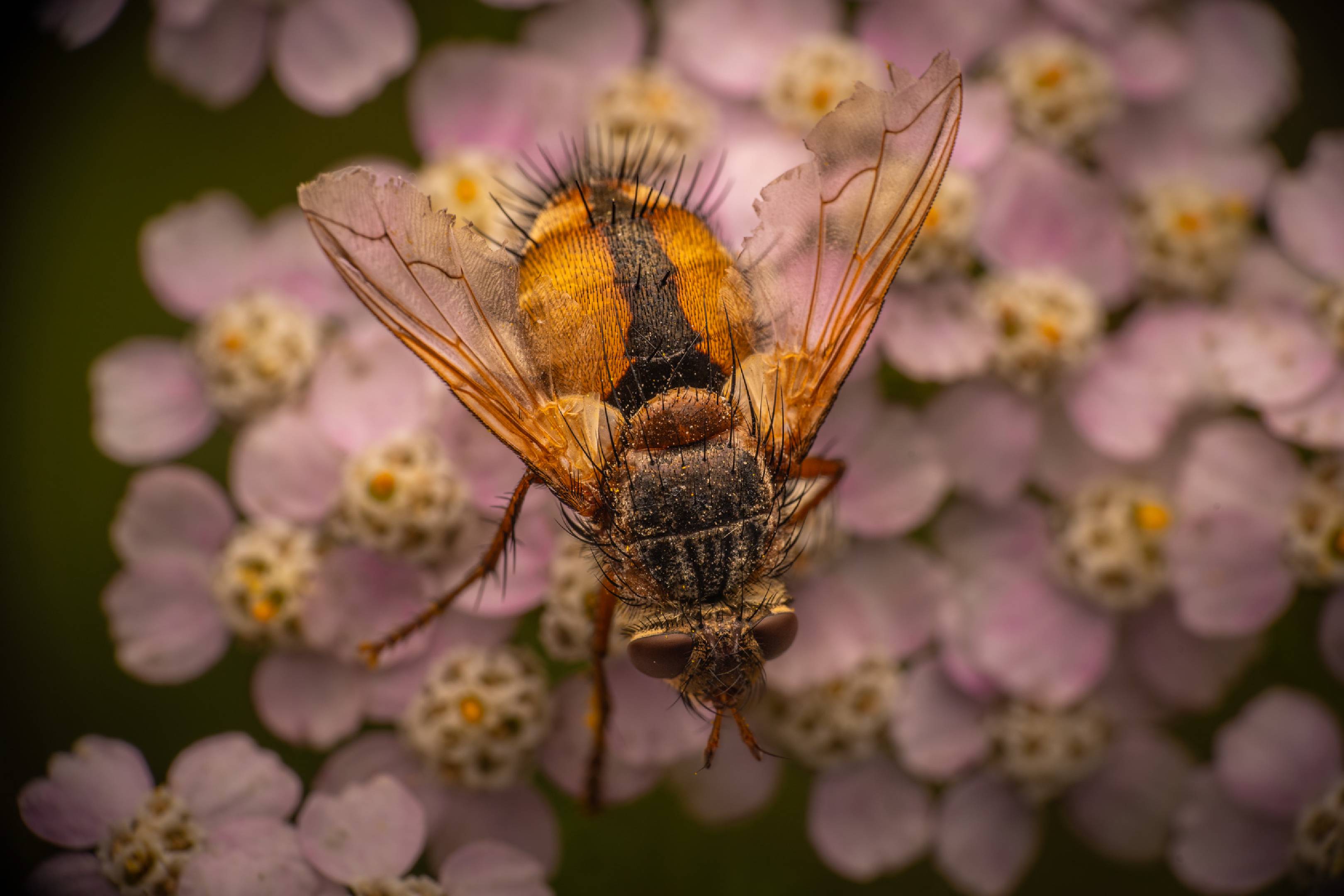 Tachina fera