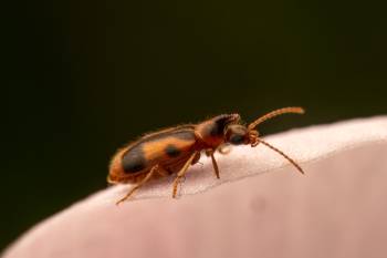 monoceros beetle | monoceros beetle