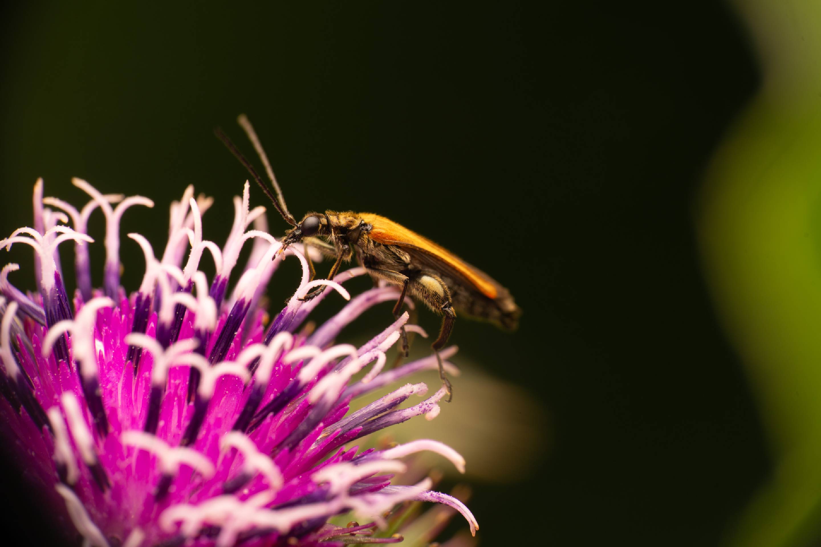 Oedemera femorata