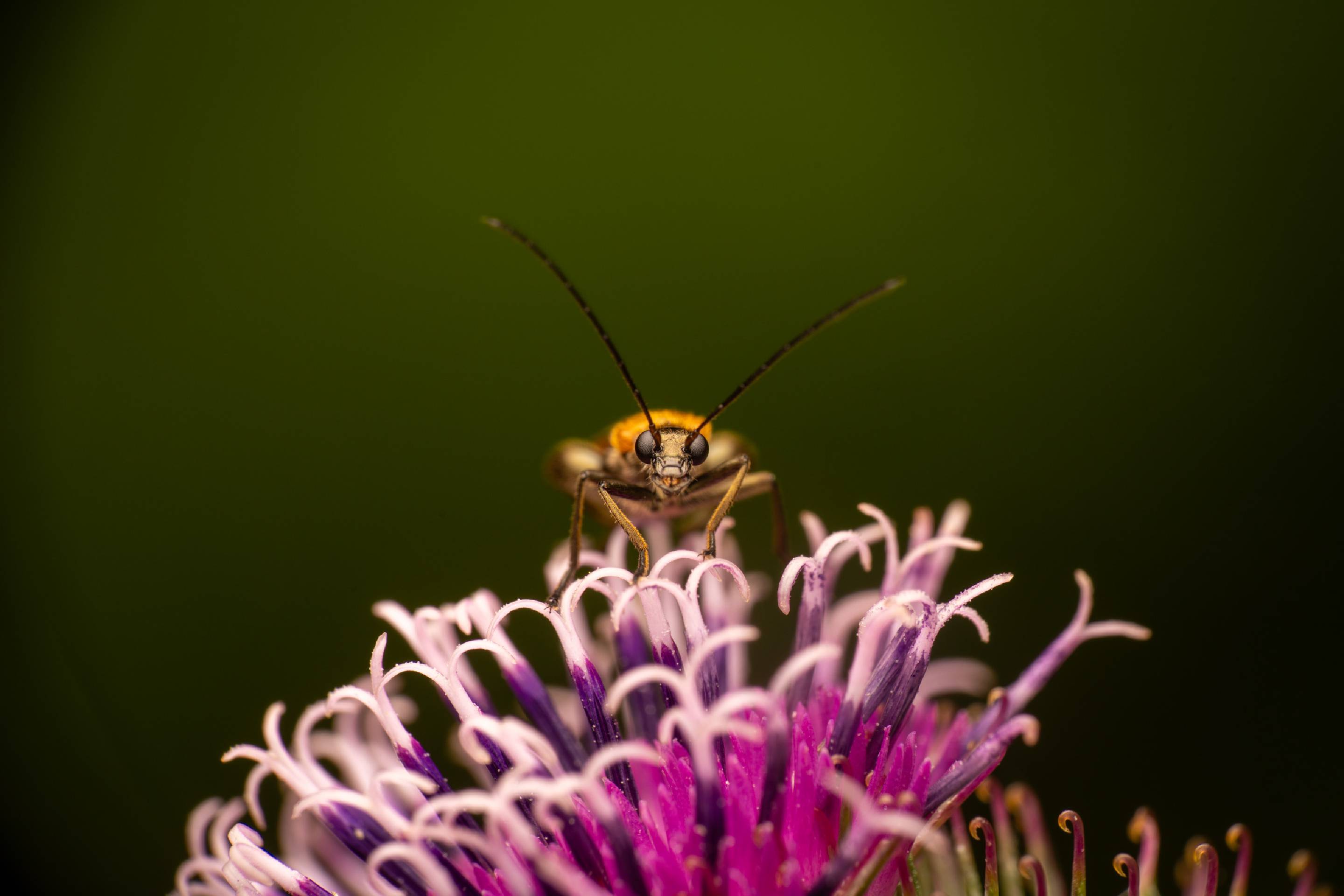 Oedemera femorata