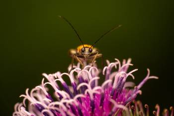 Oedemera femorata | Oedemera femorata