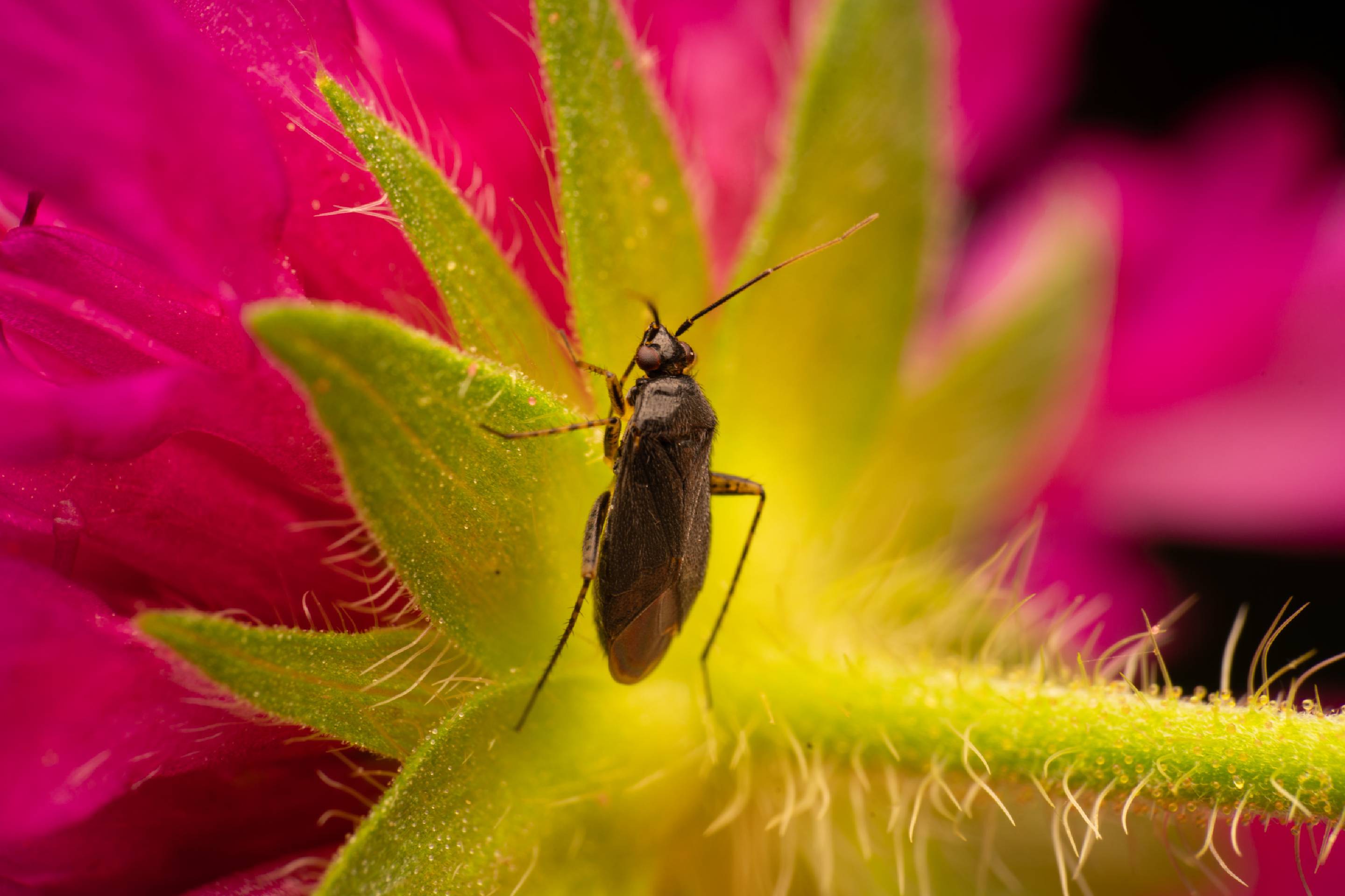 Common Nettle Flower Bug