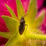 Common Nettle Flower Bug